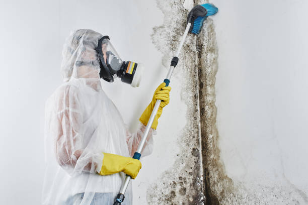 Best Post-Flood Mold Remediation in Amory, MS