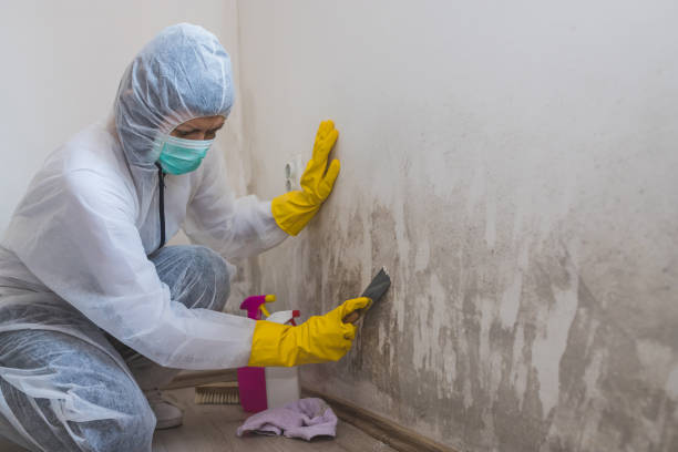 Best Basement Mold Remediation in Amory, MS