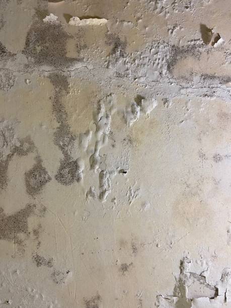Best Emergency Mold Remediation in Amory, MS