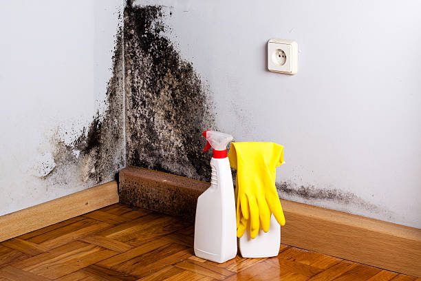 Best Mold Remediation for Schools in Amory, MS