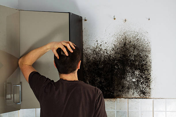 Best White Mold Remediation in Amory, MS