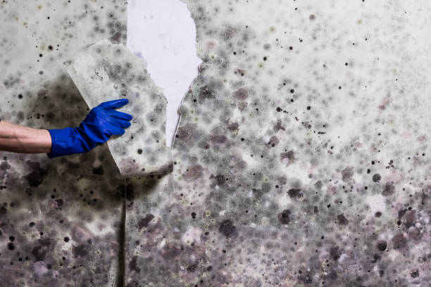 Professional Mold Remediation in Amory, MS